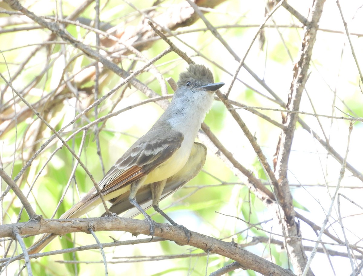 tanımsız Myiarchus sp. - ML613913266