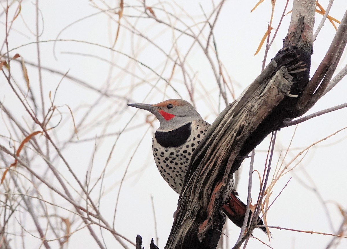 Northern Flicker - ML613913279