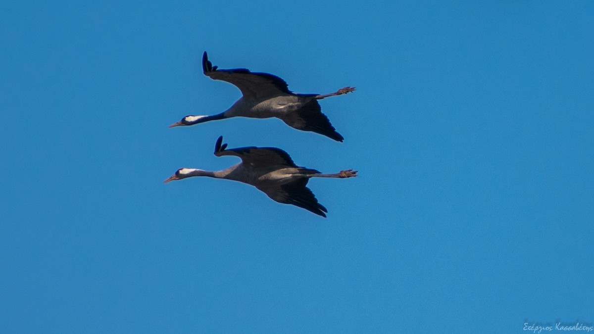 Common Crane - Stergios Kassavetis