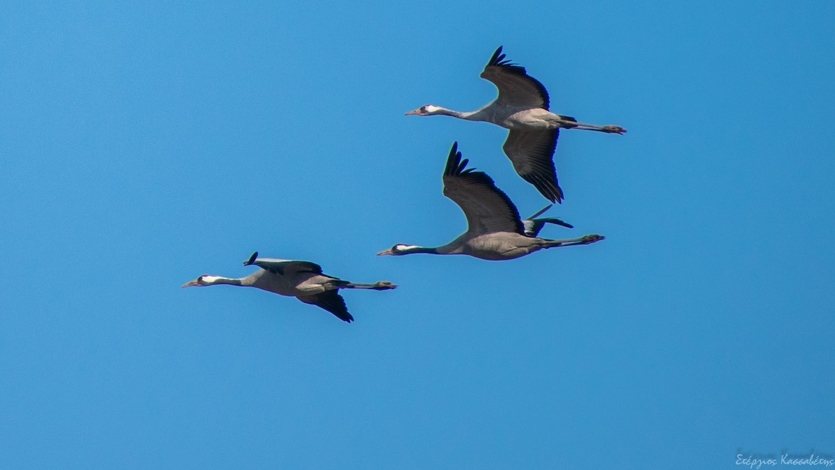 Common Crane - Stergios Kassavetis