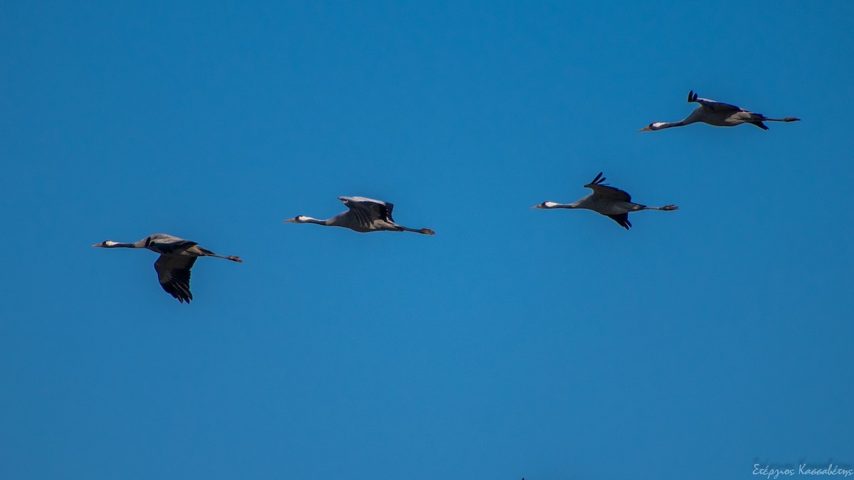 Common Crane - Stergios Kassavetis