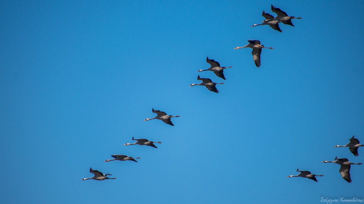 Common Crane - Stergios Kassavetis