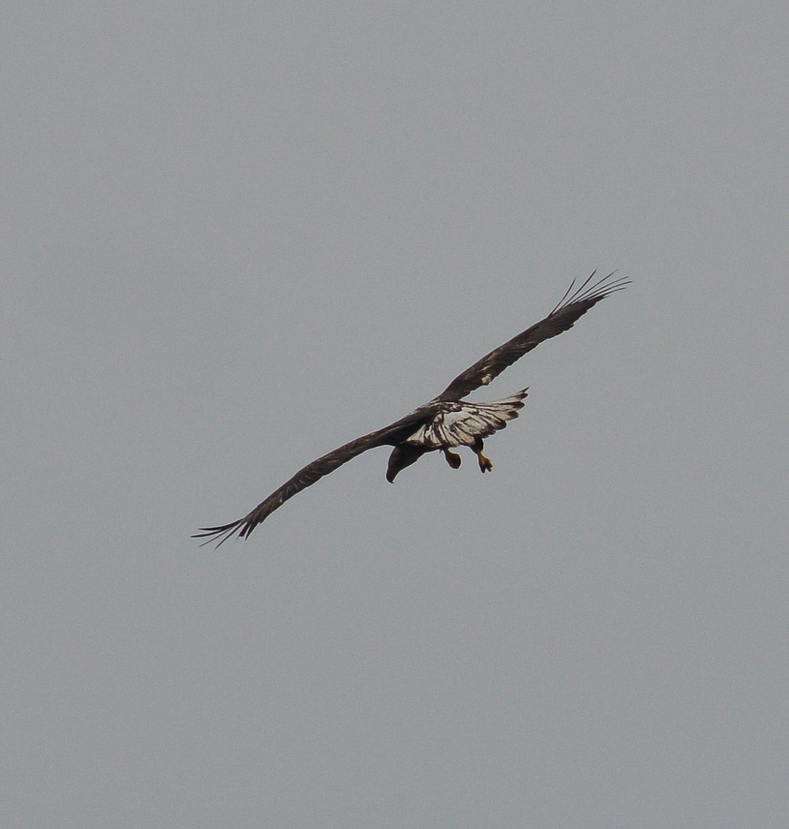 Bald Eagle - John Keeley