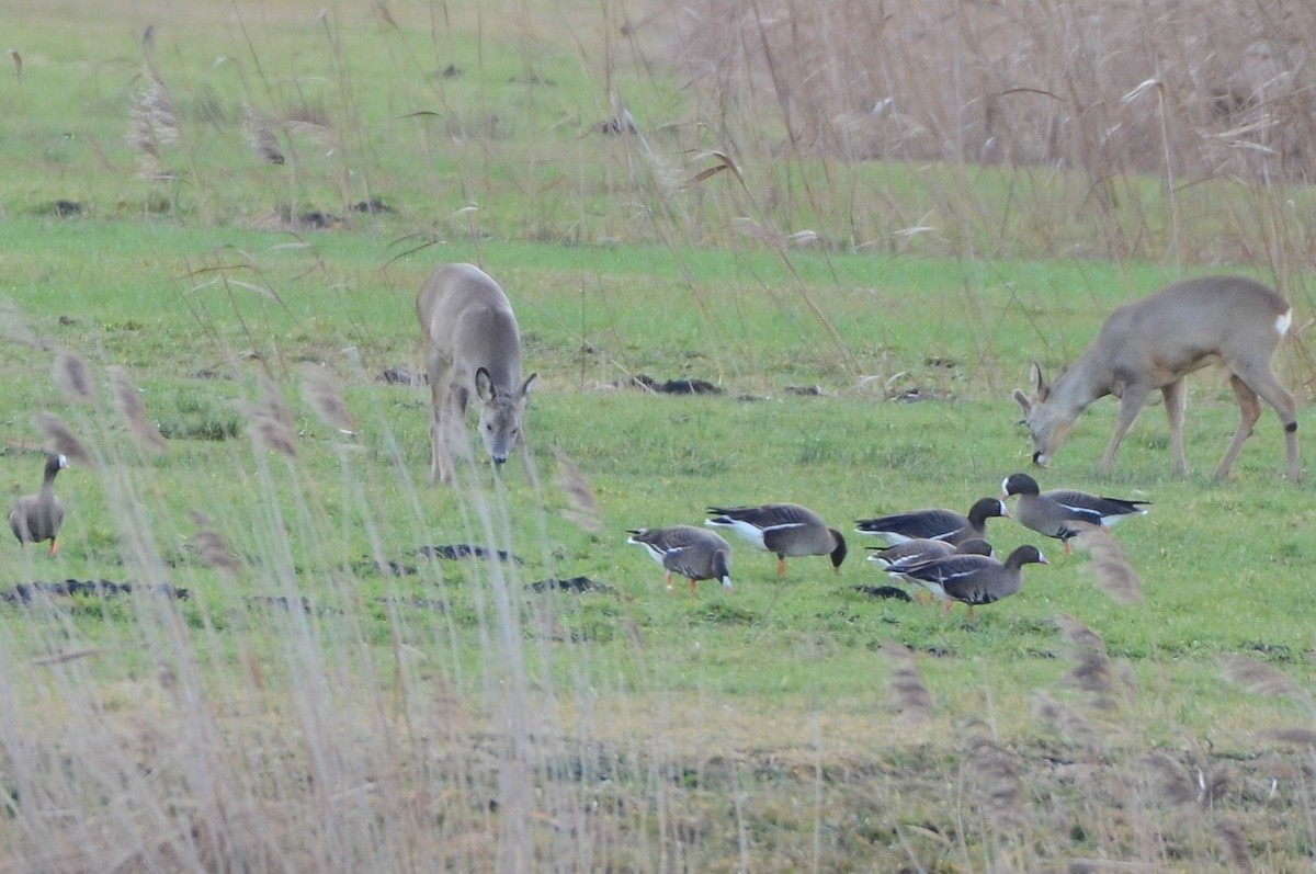 Lesser White-fronted Goose - ML613913409