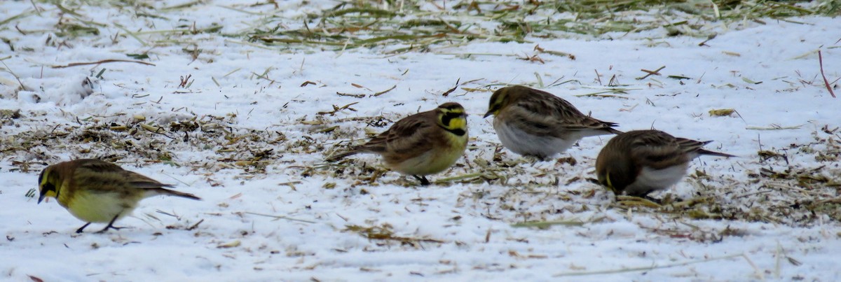 Horned Lark - Charles Swift