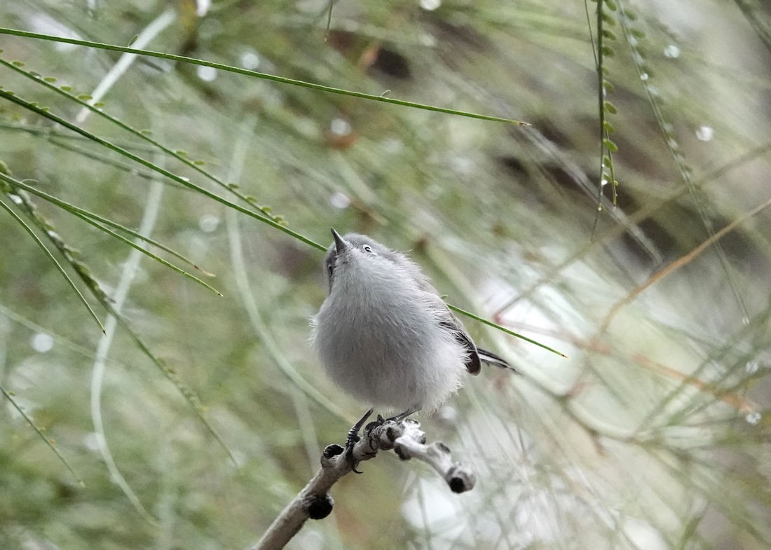 Black-tailed Gnatcatcher - ML613913473