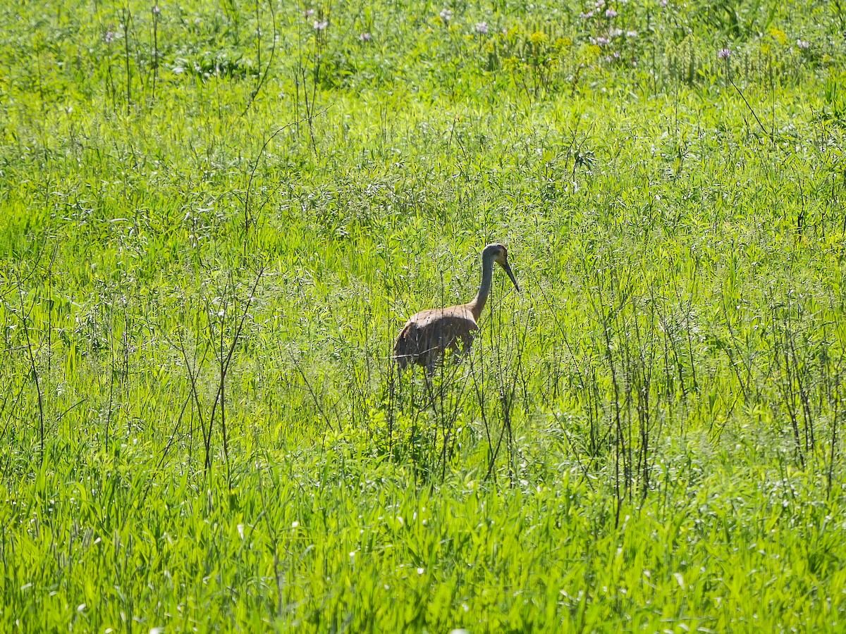 Sandhill Crane - Tim Boucher