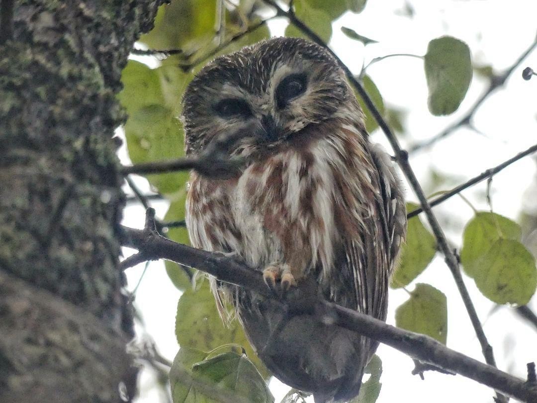 Northern Saw-whet Owl - ML613913481