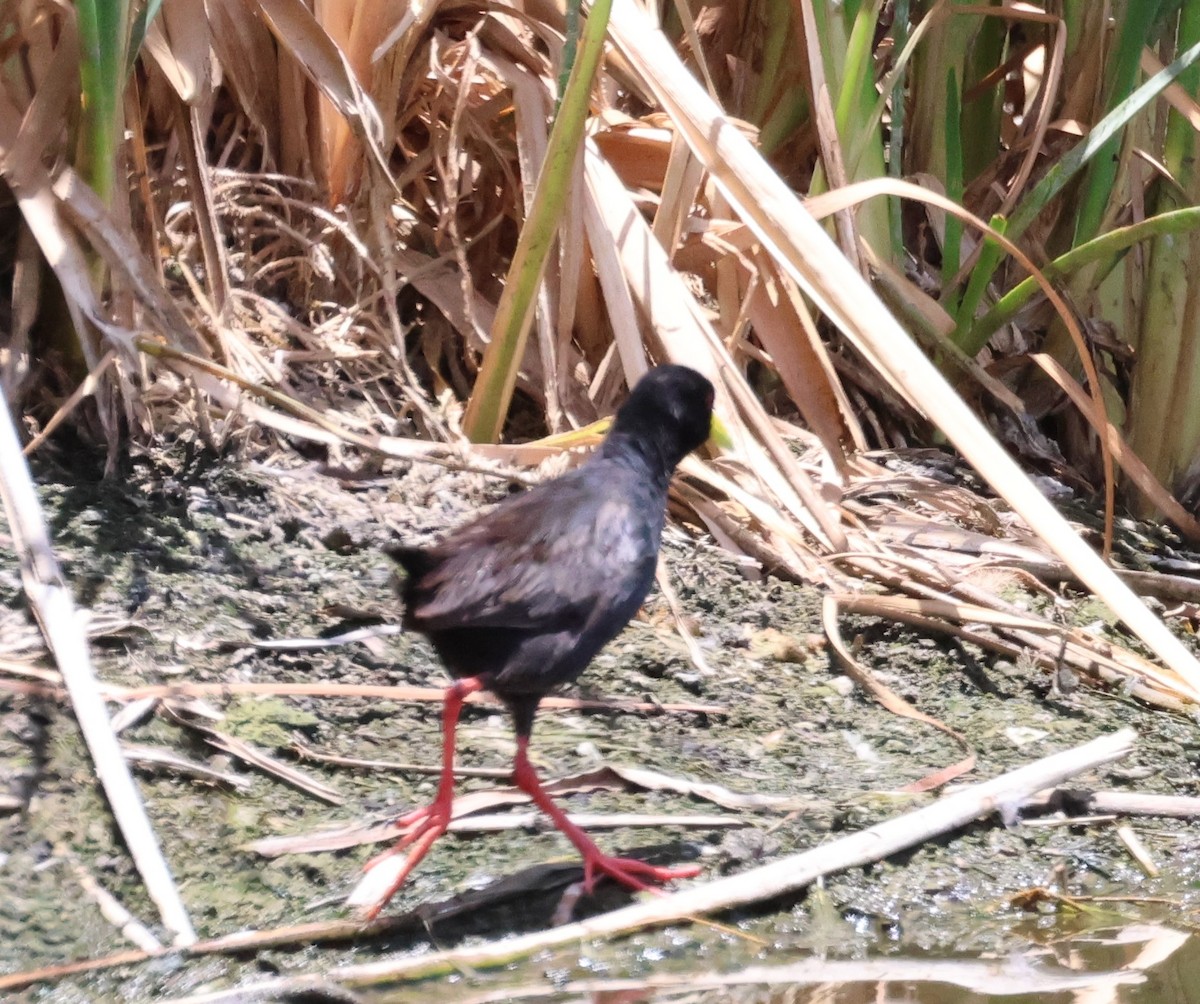 Black Crake - ML613913493