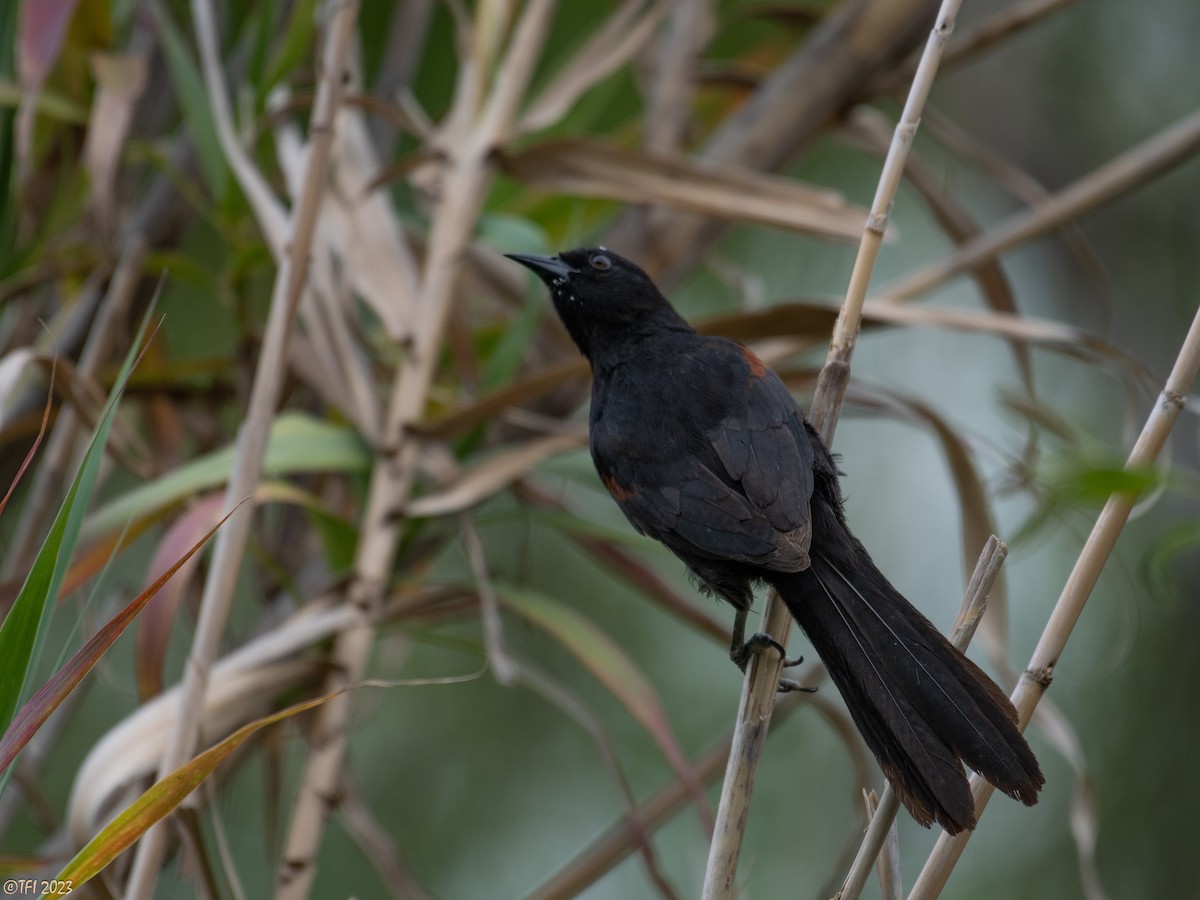 Variable Oriole (Chestnut-shouldered) - ML613913512