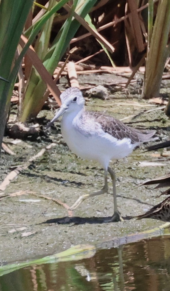 Common Greenshank - ML613913524