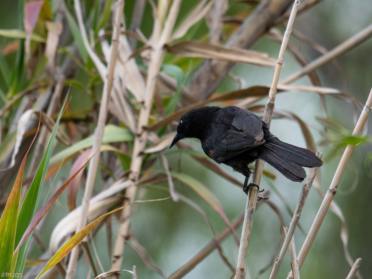 Variable Oriole (Chestnut-shouldered) - ML613913529