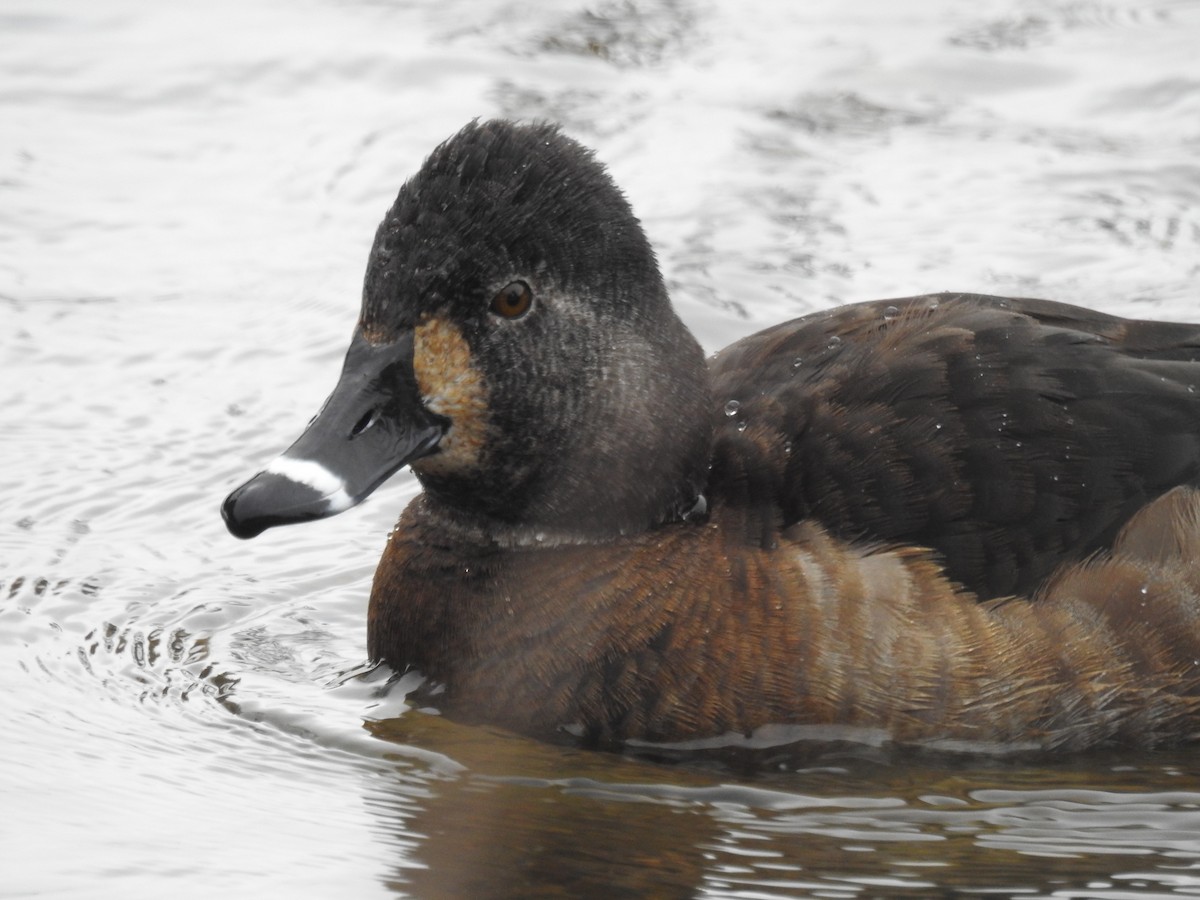 Ring-necked Duck - Alex Trifunovic