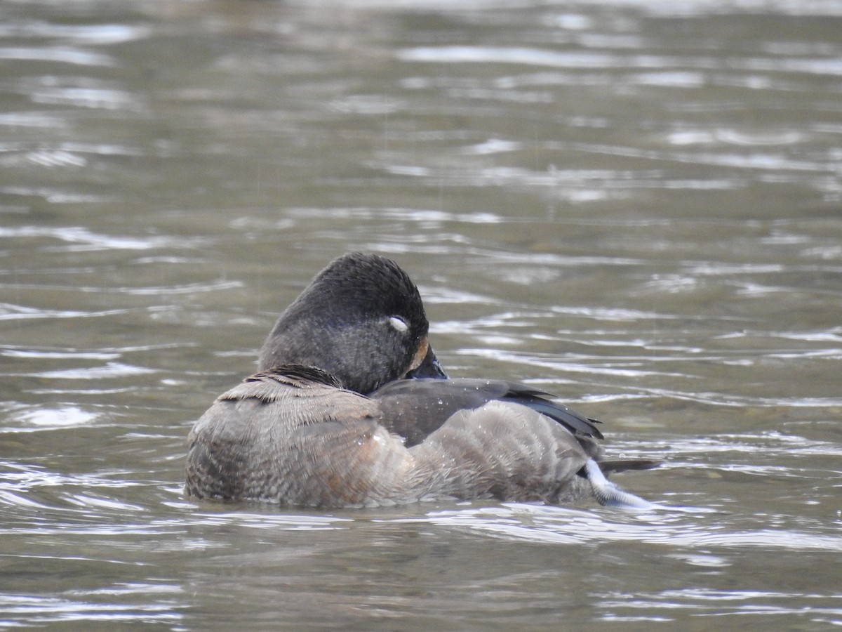 Ring-necked Duck - Alex Trifunovic