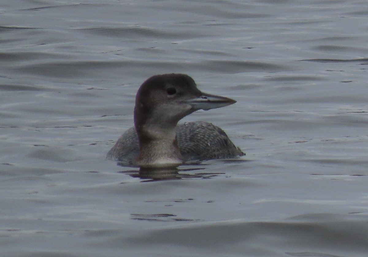 Common Loon - ML613913660