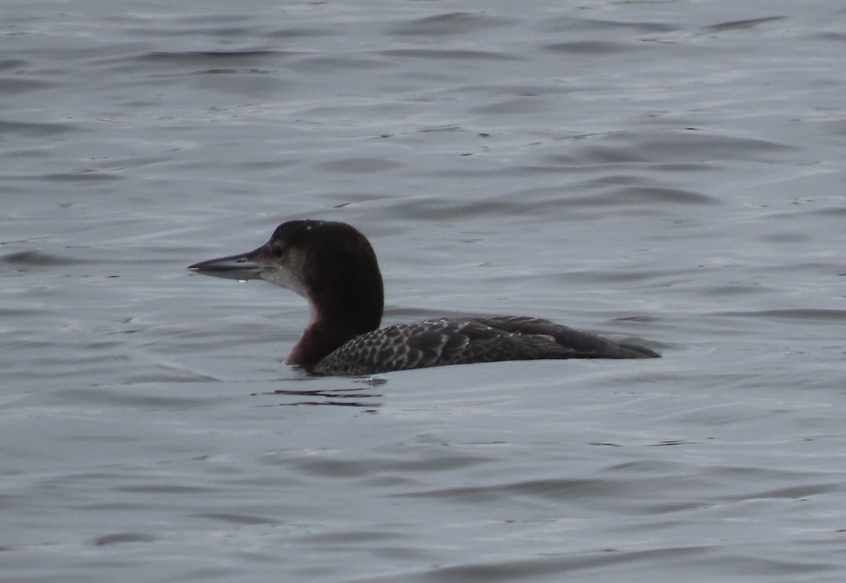 Common Loon - ML613913664