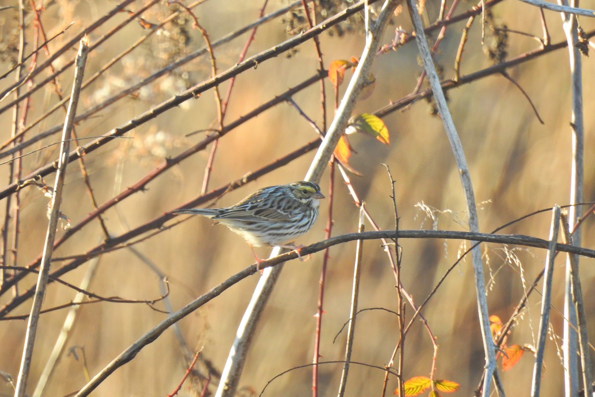 Savannah Sparrow - ML613913708