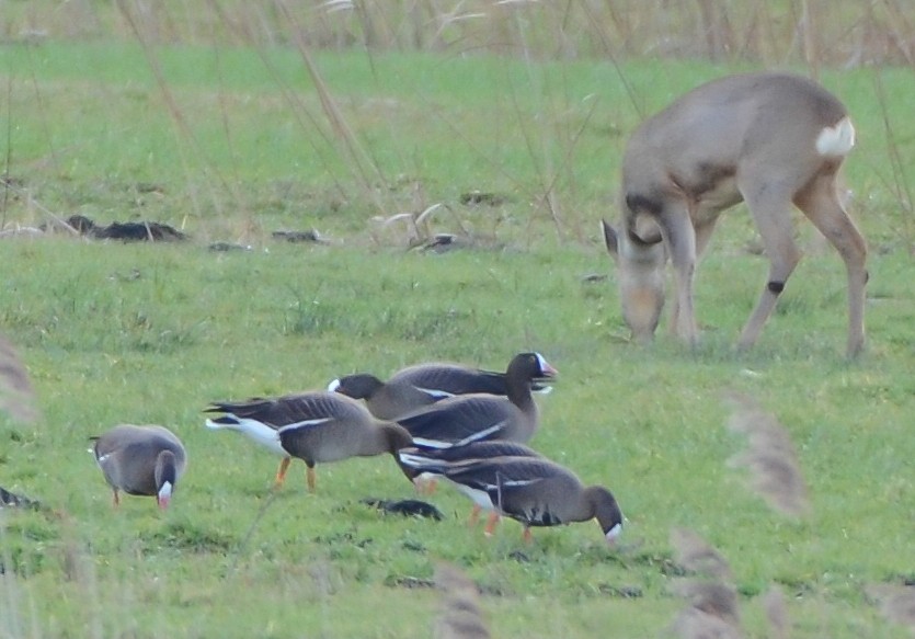 Lesser White-fronted Goose - ML613913770