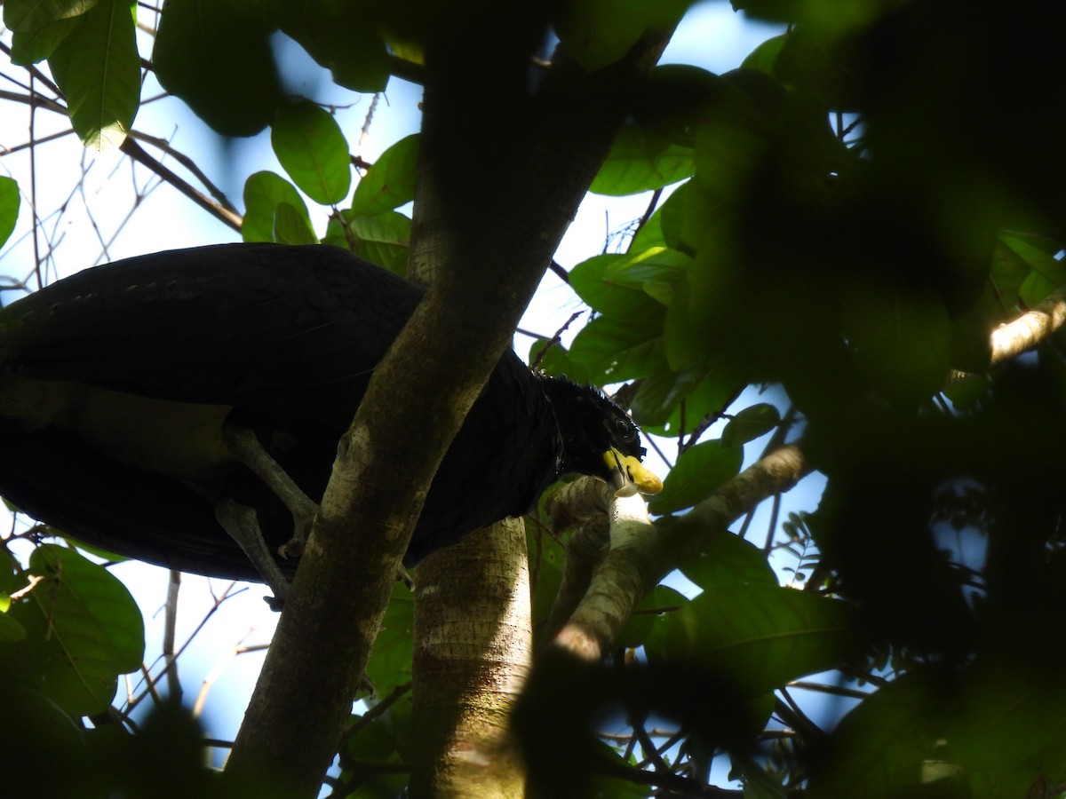 Great Curassow - ML613913787