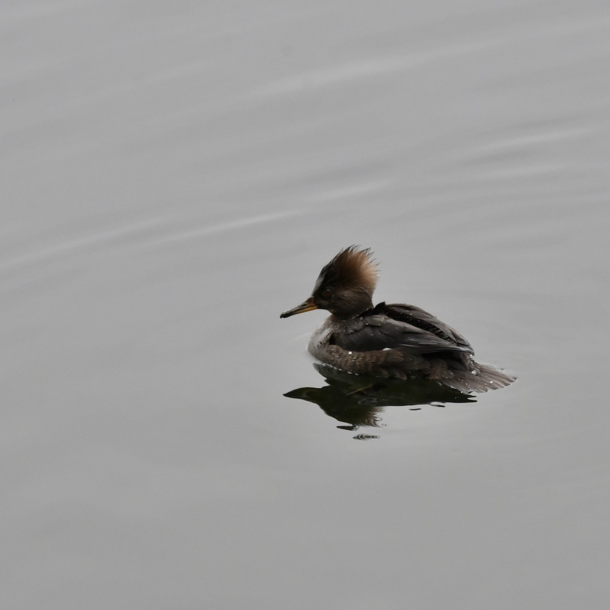 Hooded Merganser - ML613913812