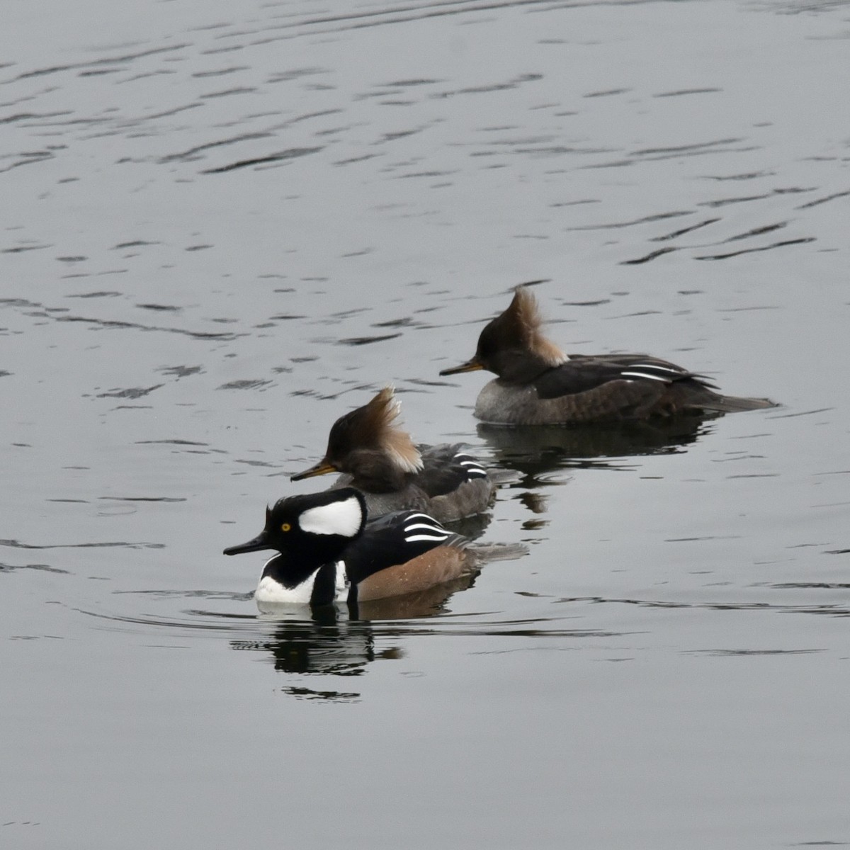 Hooded Merganser - ML613913813