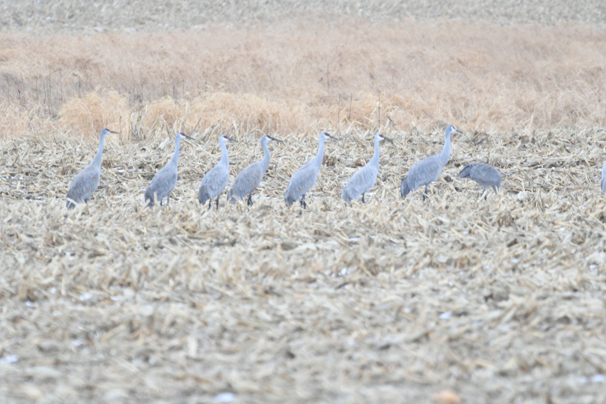 Sandhill Crane - ML613913832