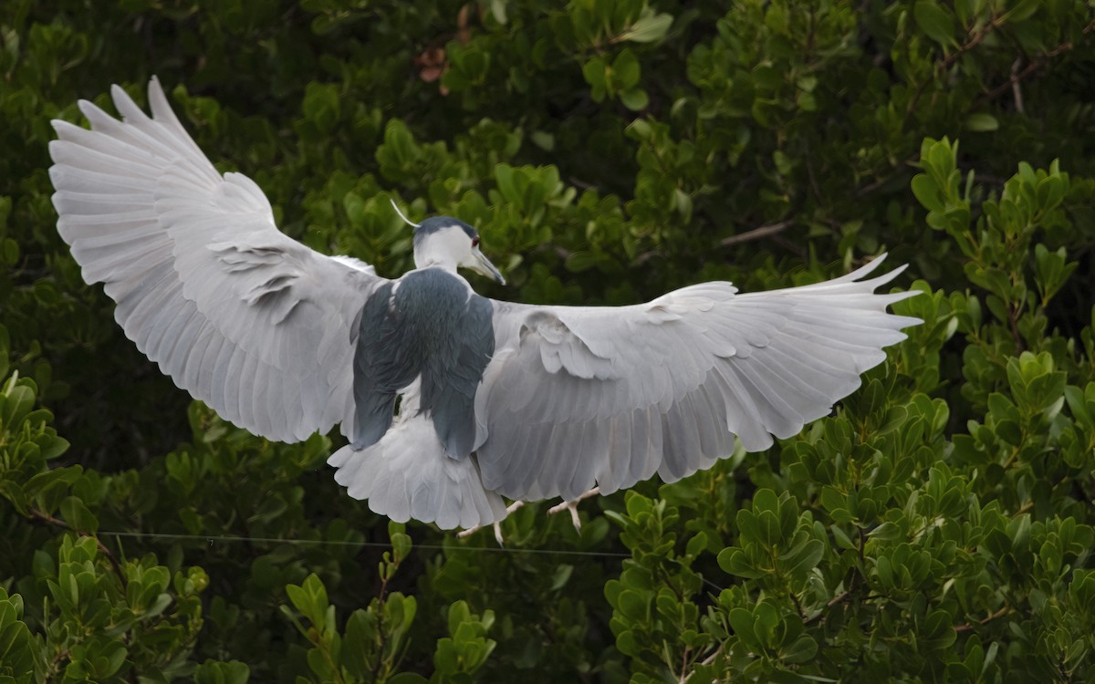 Black-crowned Night Heron - ML613913846