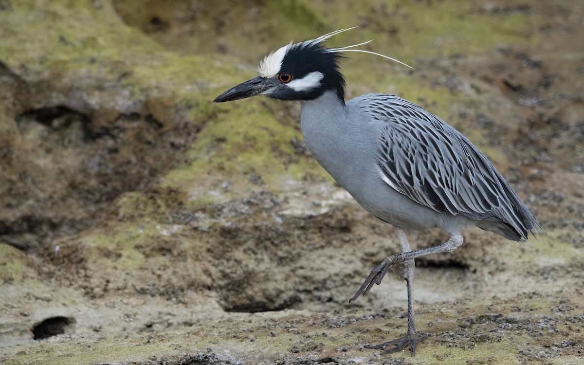 Yellow-crowned Night Heron - ML613913853