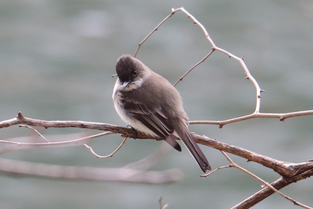 Eastern Phoebe - ML613913890