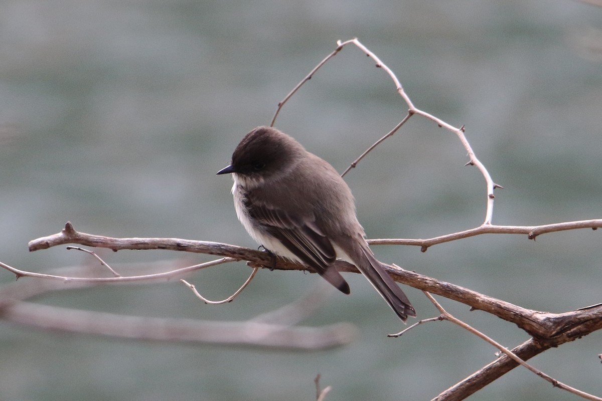 Eastern Phoebe - ML613913891