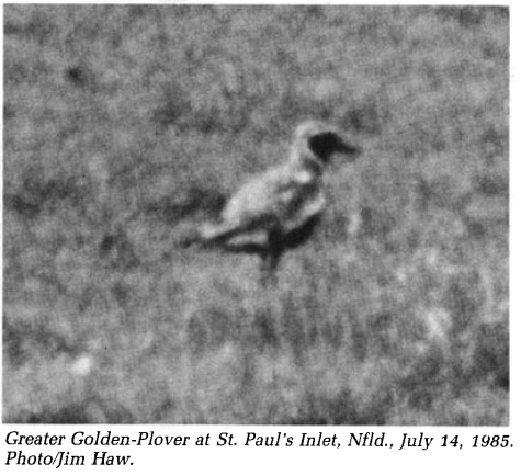 golden-plover sp. - ML613913895