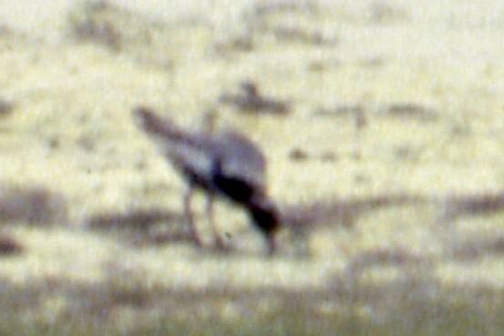 golden-plover sp. - ML613913898