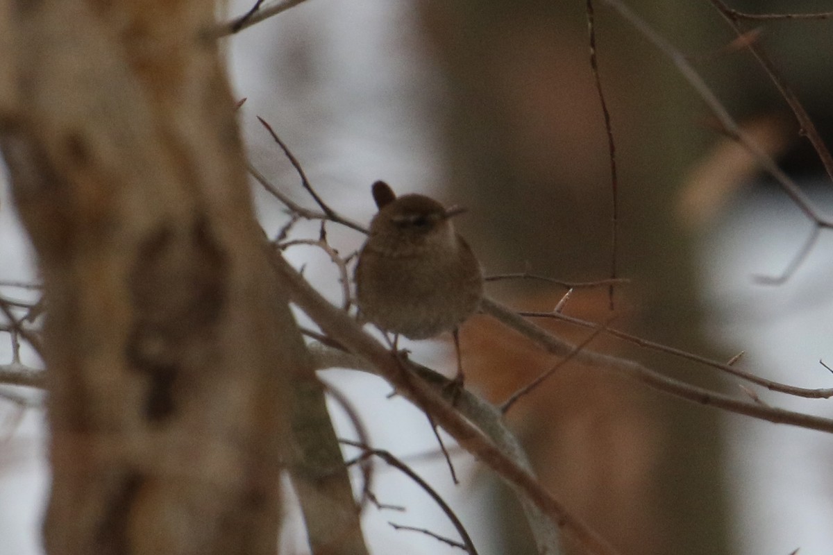 Winter Wren - ML613913910