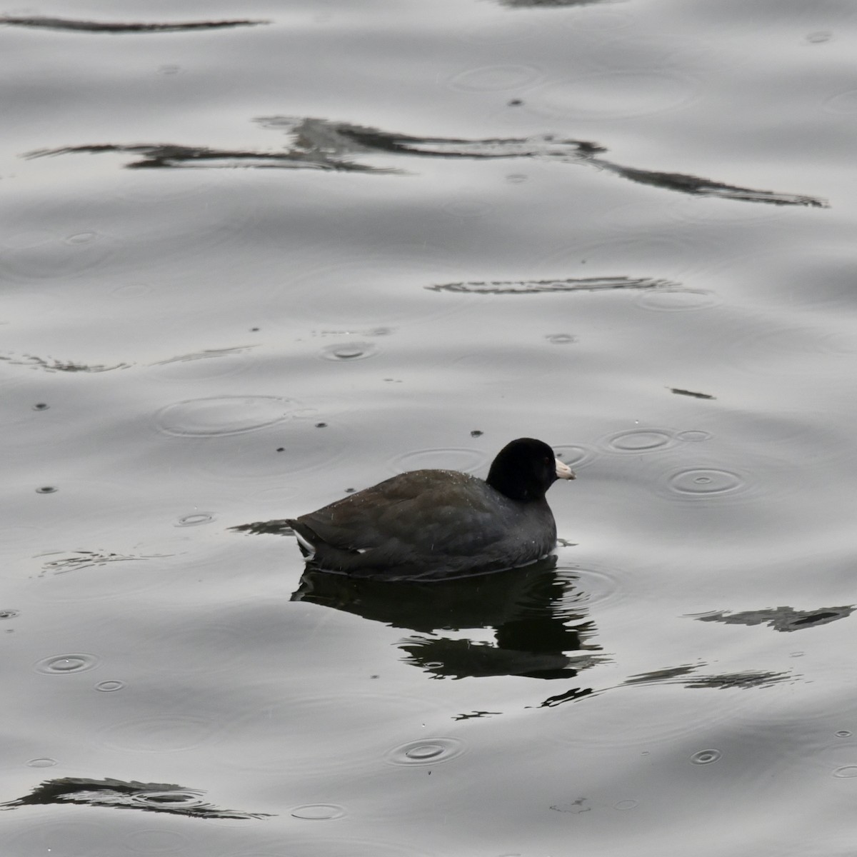 American Coot - ML613913917