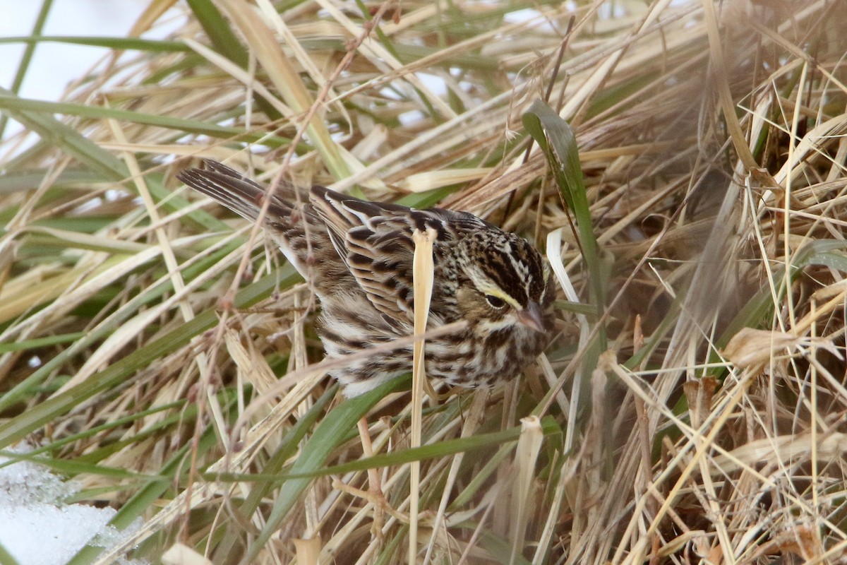 Savannah Sparrow - ML613913934