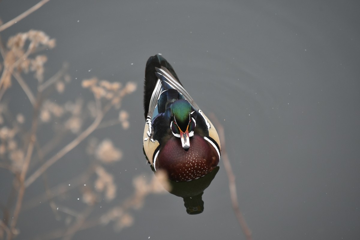 Wood Duck - ML613913960