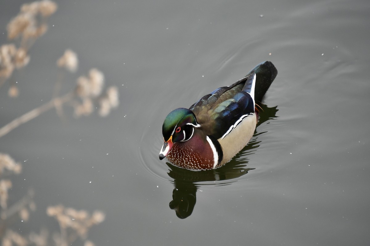 Wood Duck - ML613913967