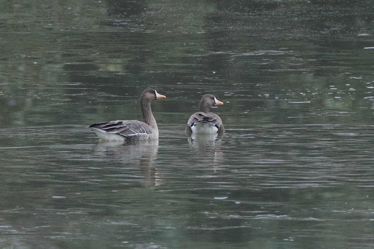 Greater White-fronted Goose - ML613913976