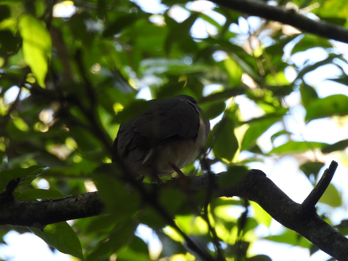 Gray-chested Dove - Wieland Feuerabendt