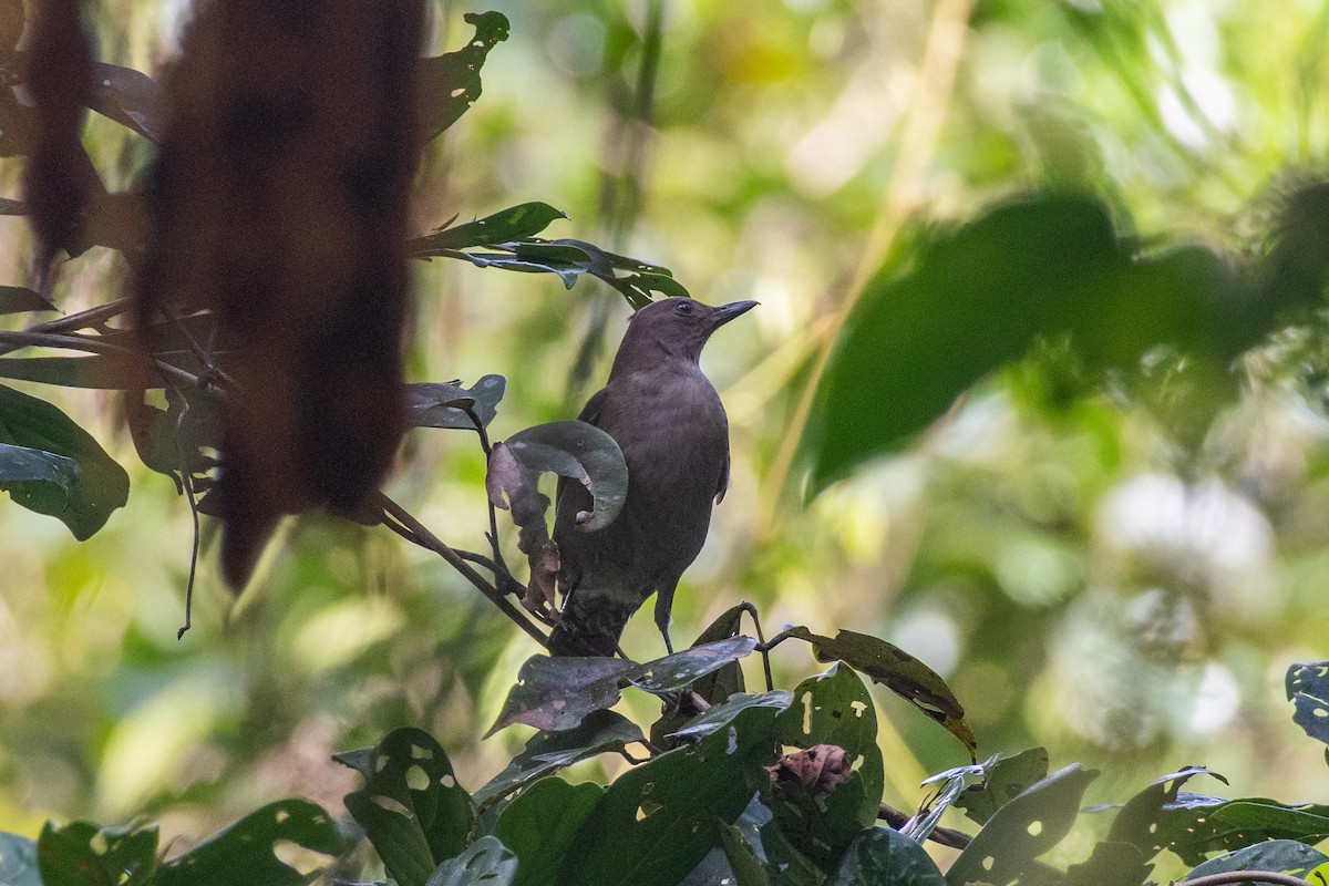 Mountain Thrush - ML613914008