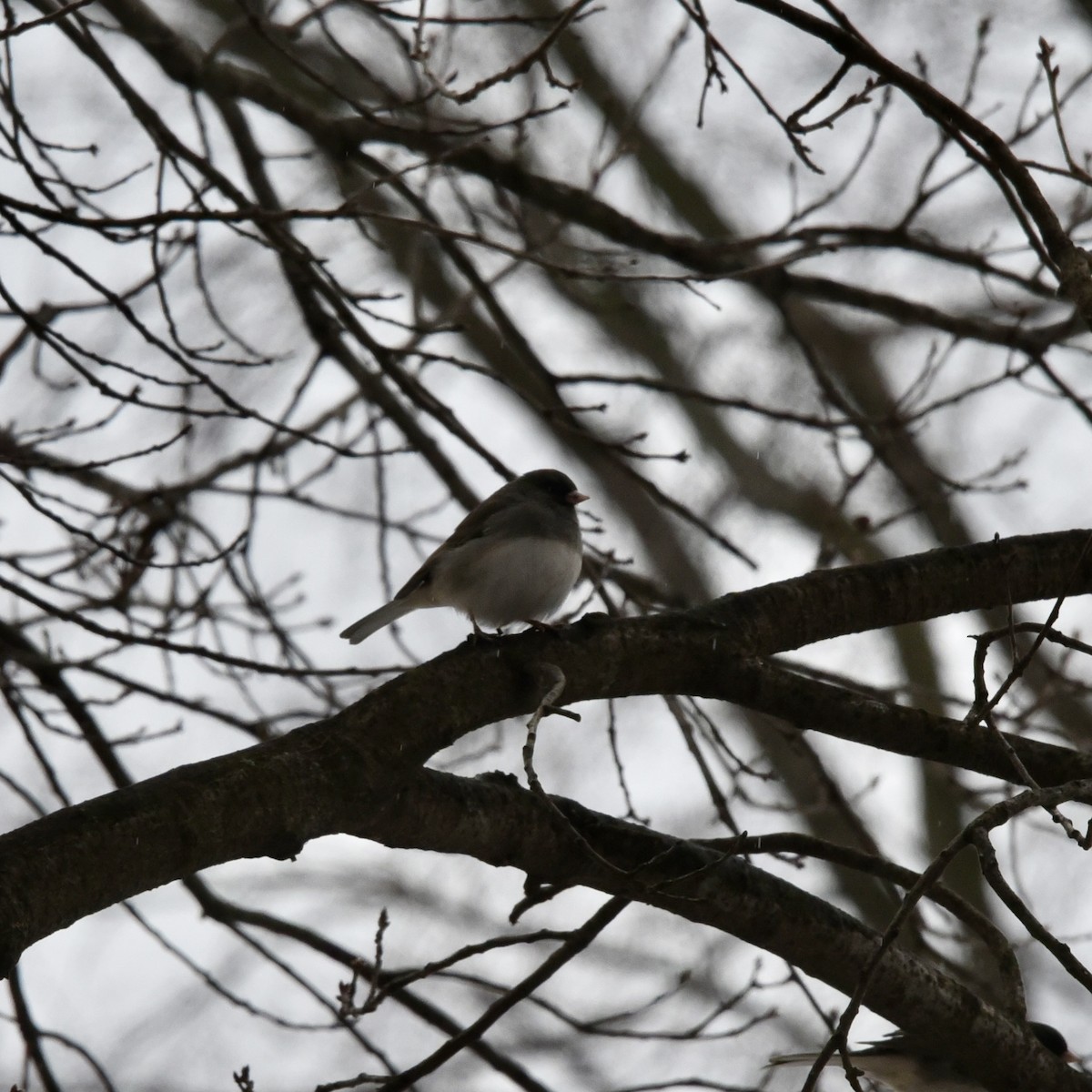 Dark-eyed Junco - ML613914014