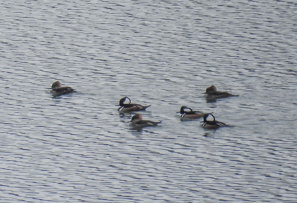 Hooded Merganser - ML613914041