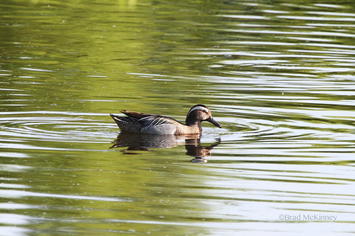 Garganey - ML613914174