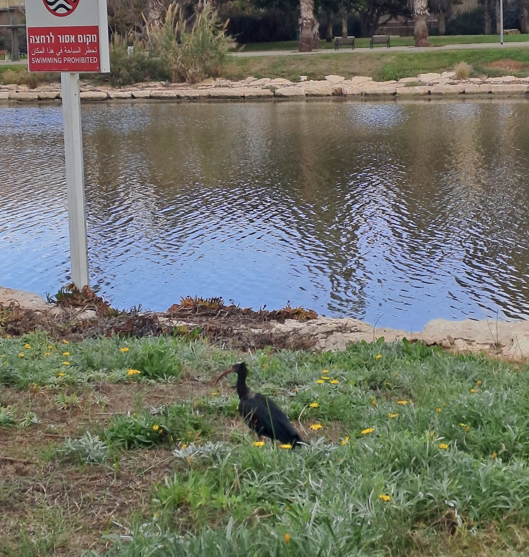 Northern Bald Ibis - ML613914207