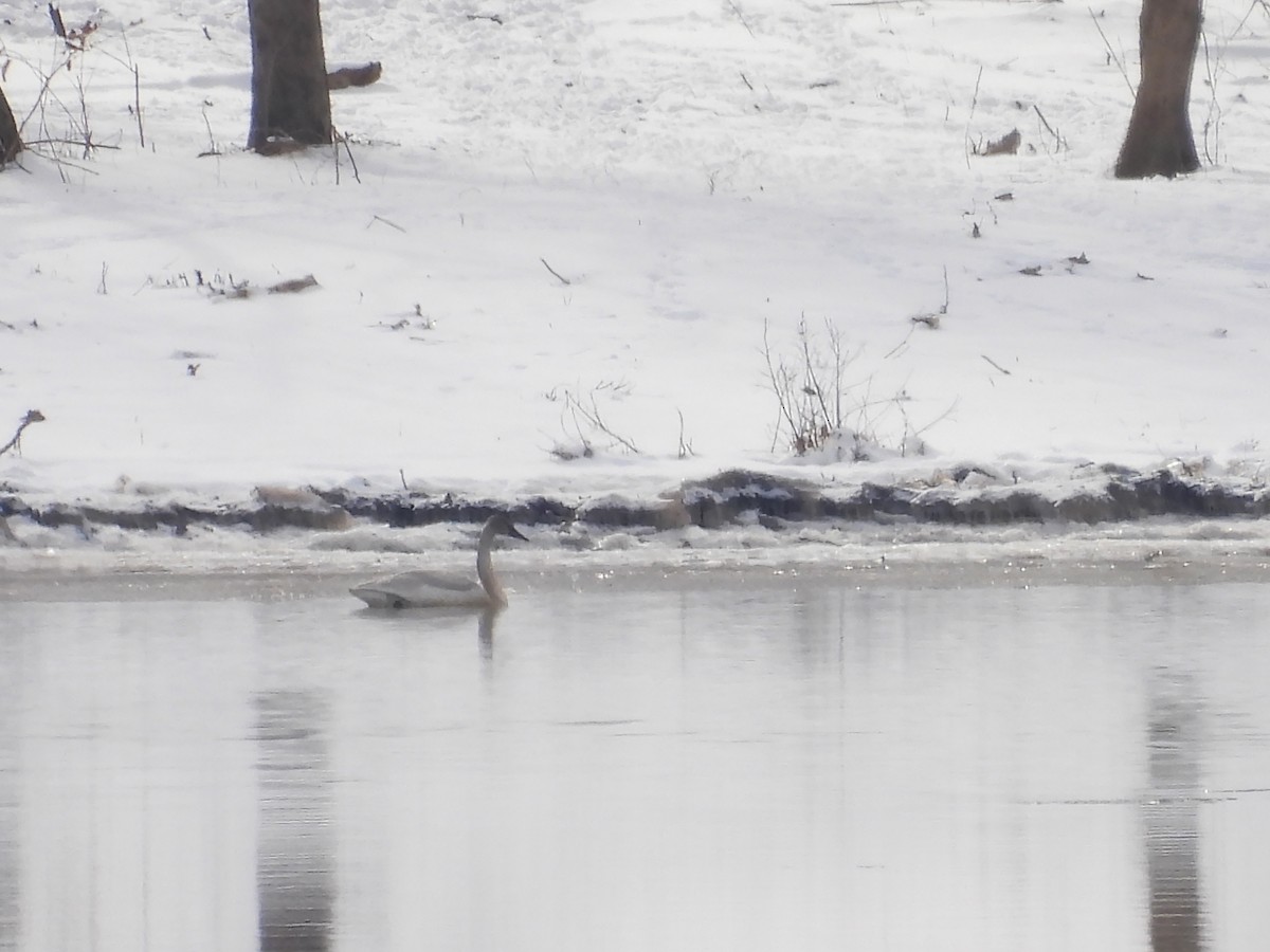 Tundra Swan - ML613914224