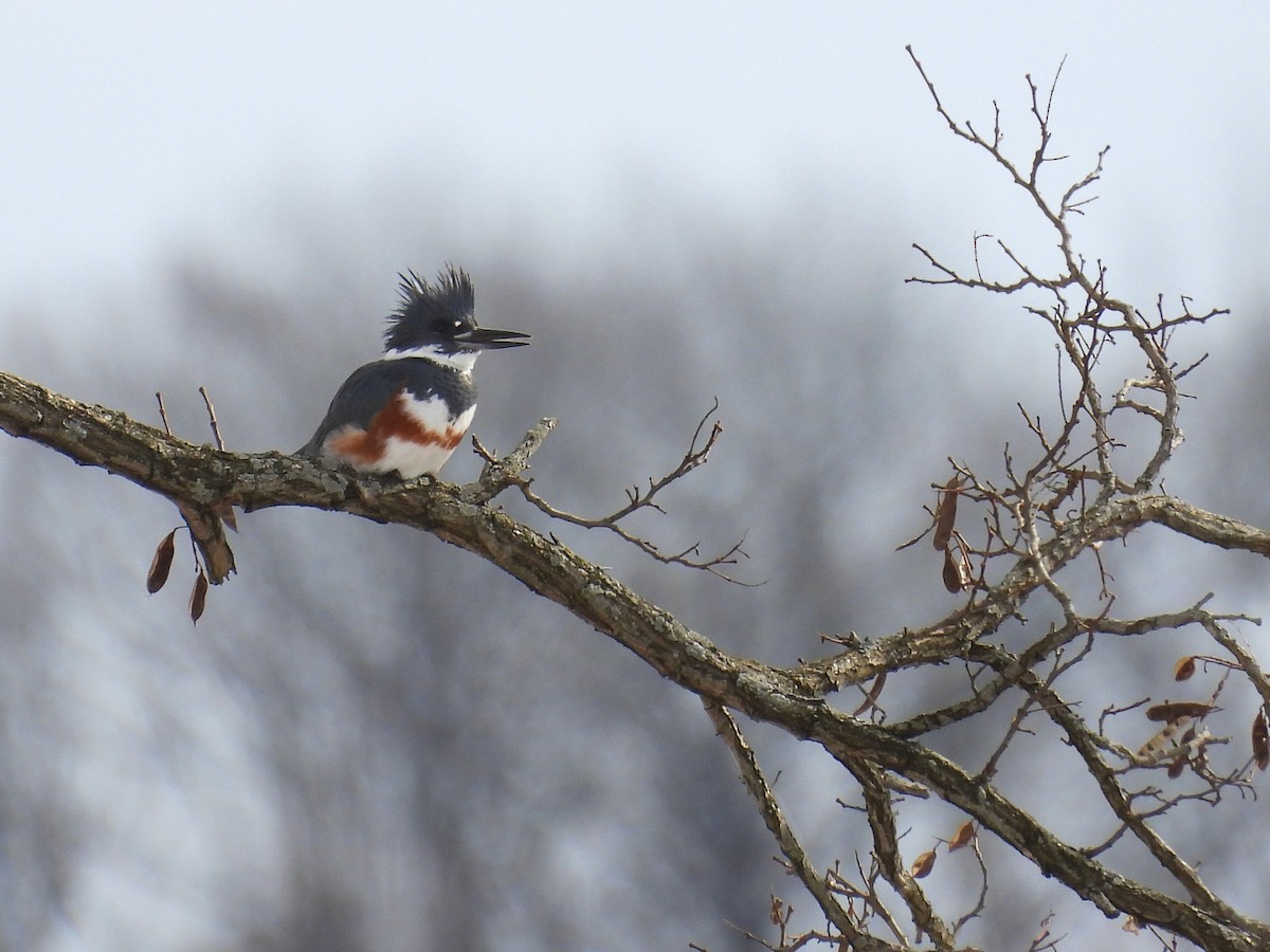 Belted Kingfisher - Michael Schramm