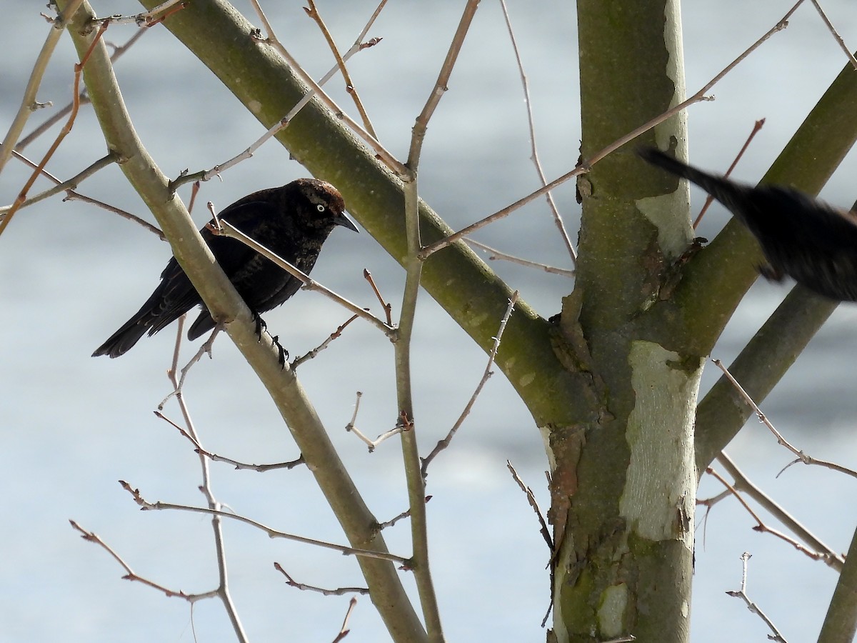 Rusty Blackbird - ML613914239