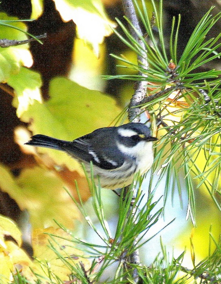 Black-throated Gray Warbler - Pierre Howard