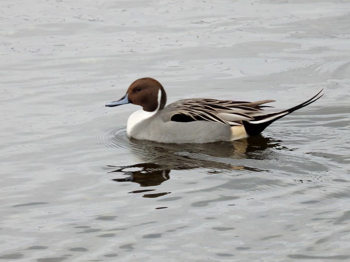 Northern Pintail - Rowland Spear