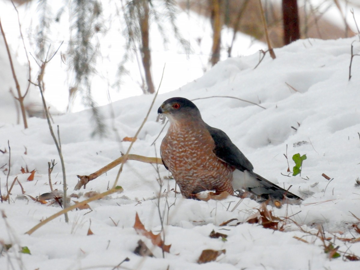 Cooper's Hawk - ML613914306